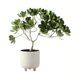 Terracotta bowl large with plant by kristina dam design